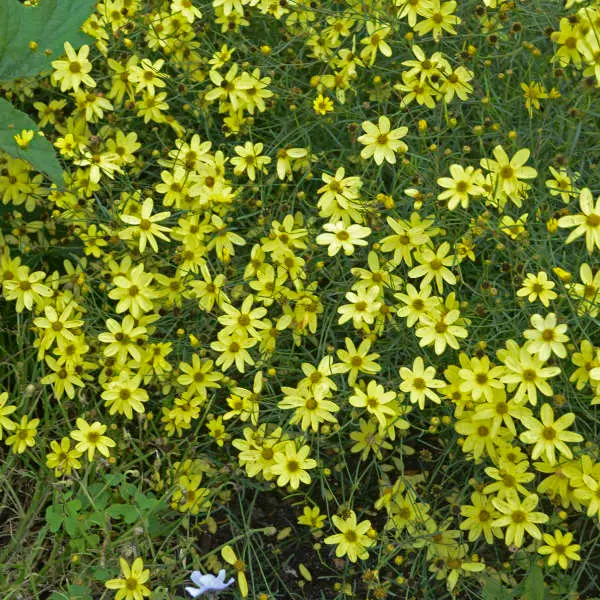Coreopsis Moonbeam