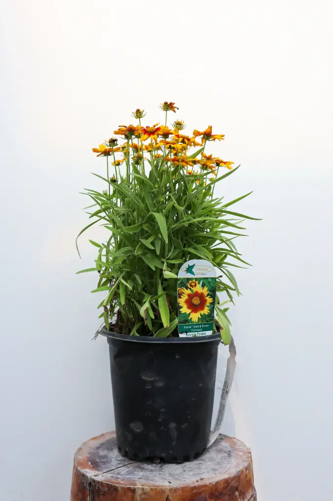 Coreopsis Uptick Gold & Bronze