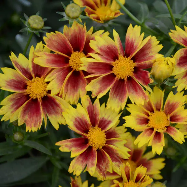 Coreopsis Enchanted Eve