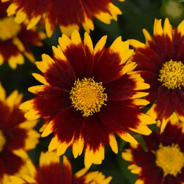 Coreopsis Uptick Red