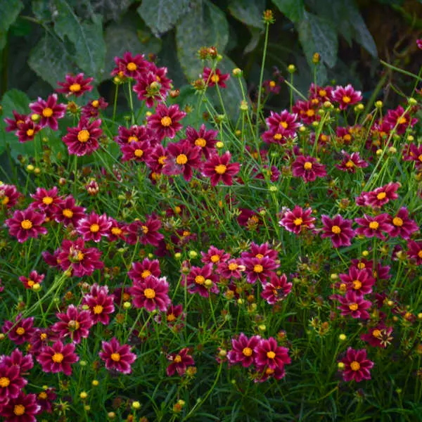 Coreopsis Mercury Rising