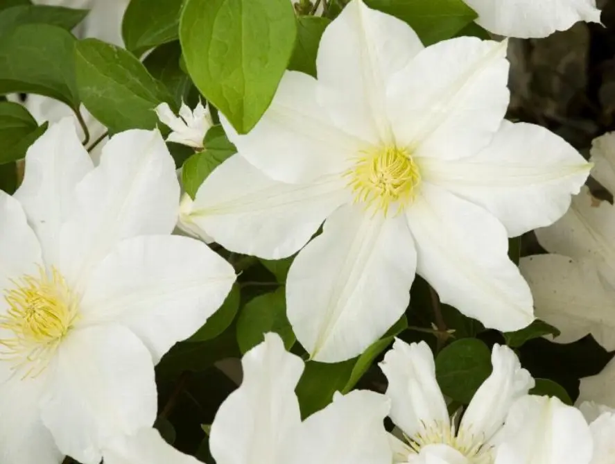 Clematis Toki