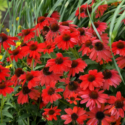 Coneflower Sombrero Salsa Red