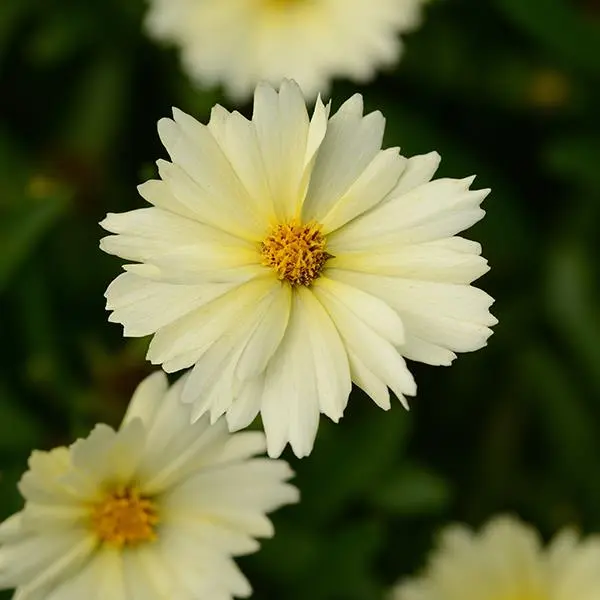 Coreopsis Uptick Cream