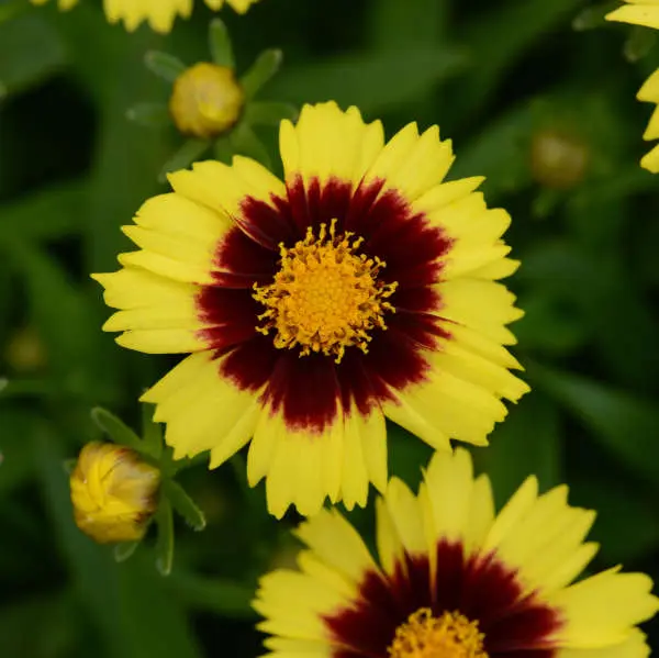 Coreopsis Uptick Yellow & Red