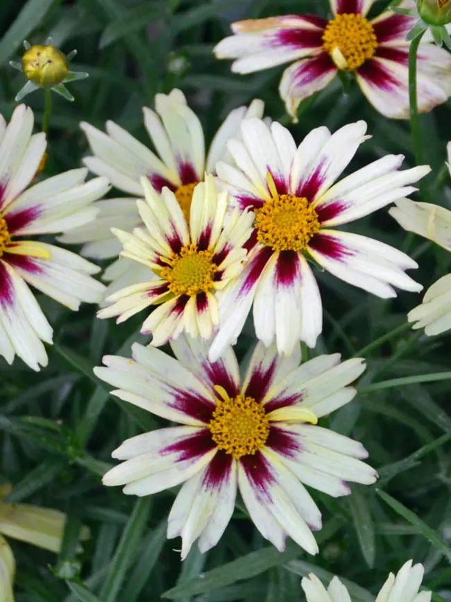 Coreopsis Starlight Lil' Bang