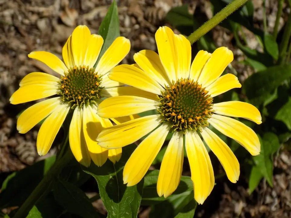 Coneflower Summer Solstice
