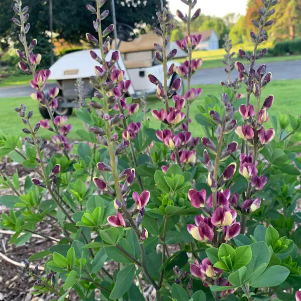 False Indigo Grape Escape