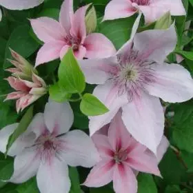 Clematis John Paul II