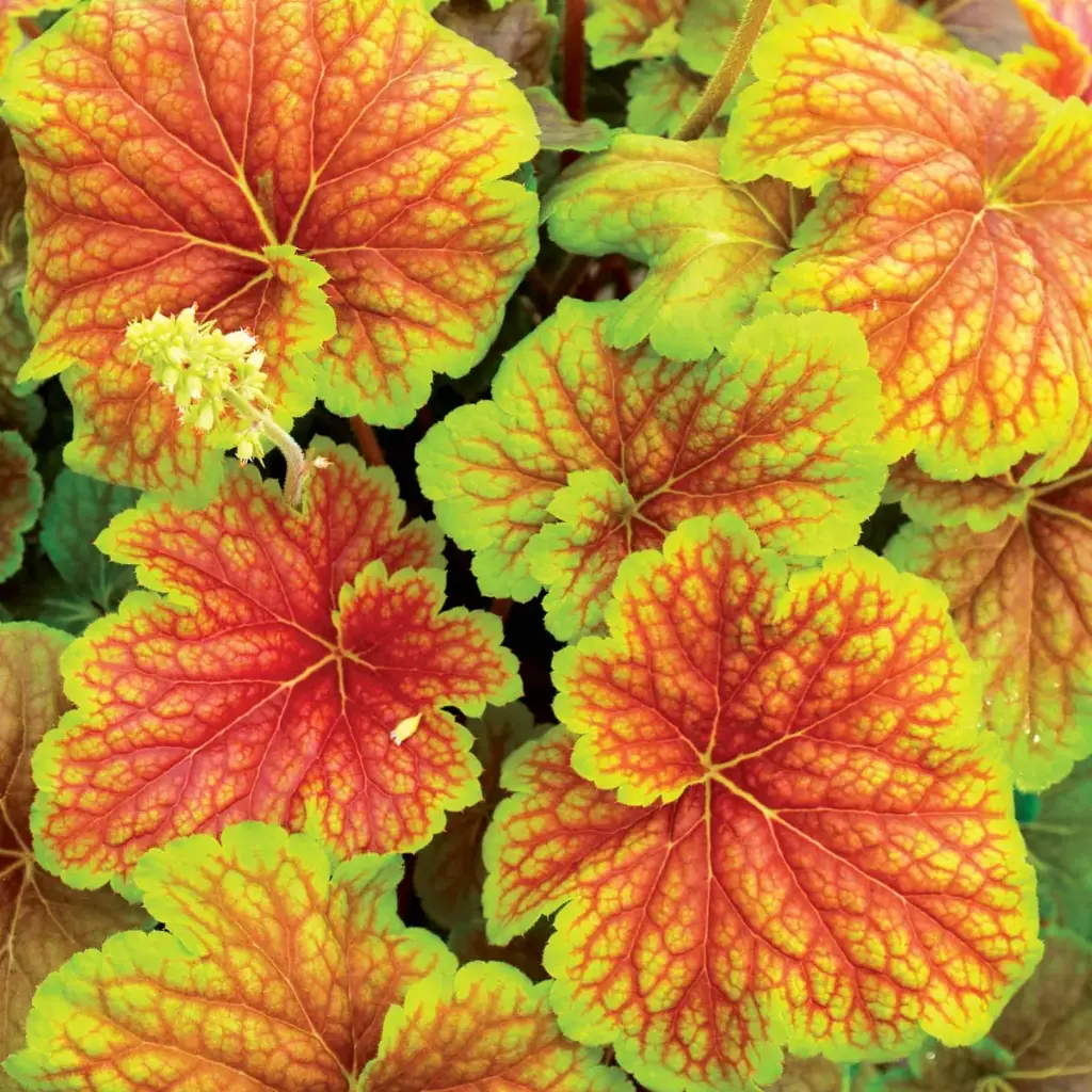 Coral Bells Delta Dawn