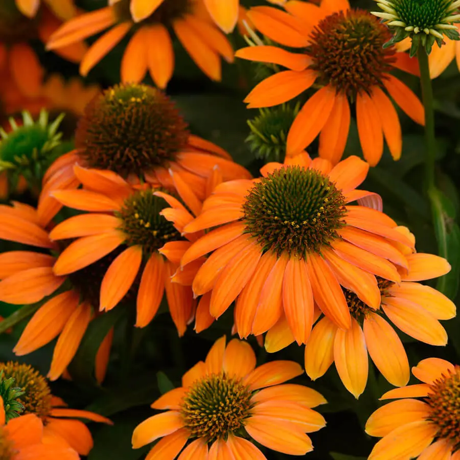 Coneflower Artisan Soft Orange