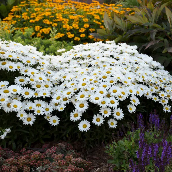 Daisy Shasta Daisy May