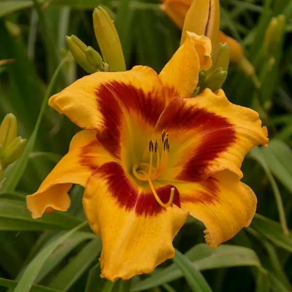 Daylily Tiger Swirl