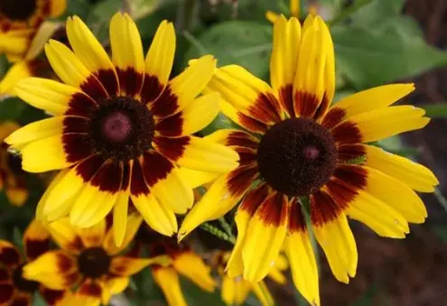 Black-Eyed Susan Denver Daisy