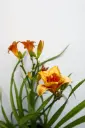 Daylily Kokomo Island Bonfire