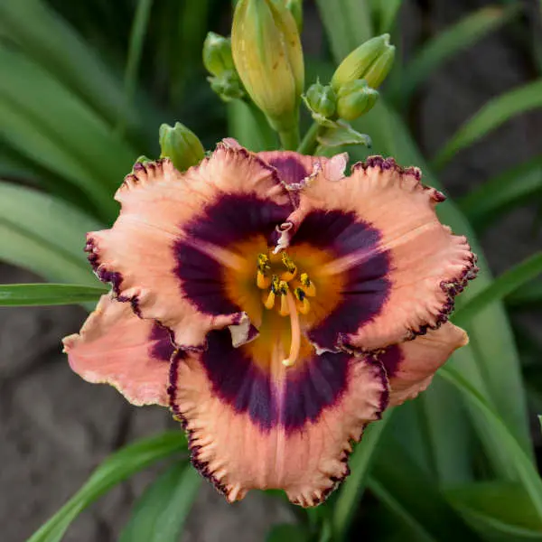 Daylily Hungry Eyes