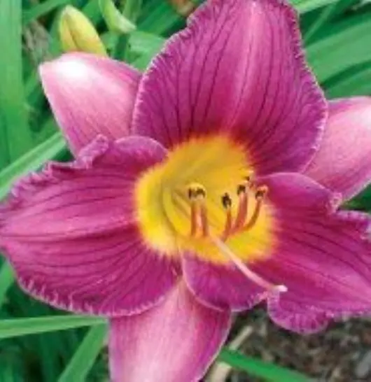 Daylily Entrapment 500