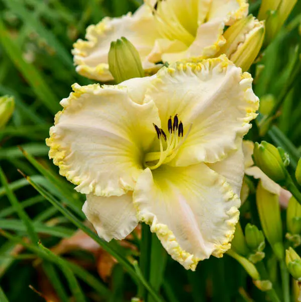 Daylily Marque Moon