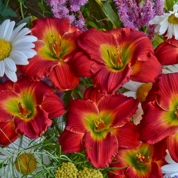 Daylily Red Hot Returns