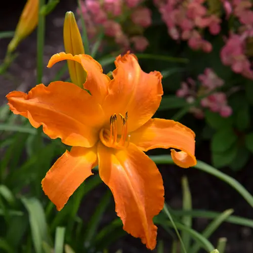 Daylily Primal Scream