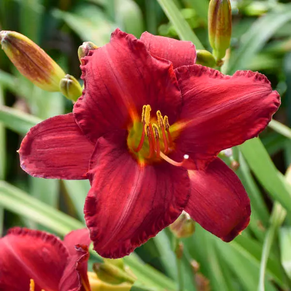 Daylily Chicago Apache