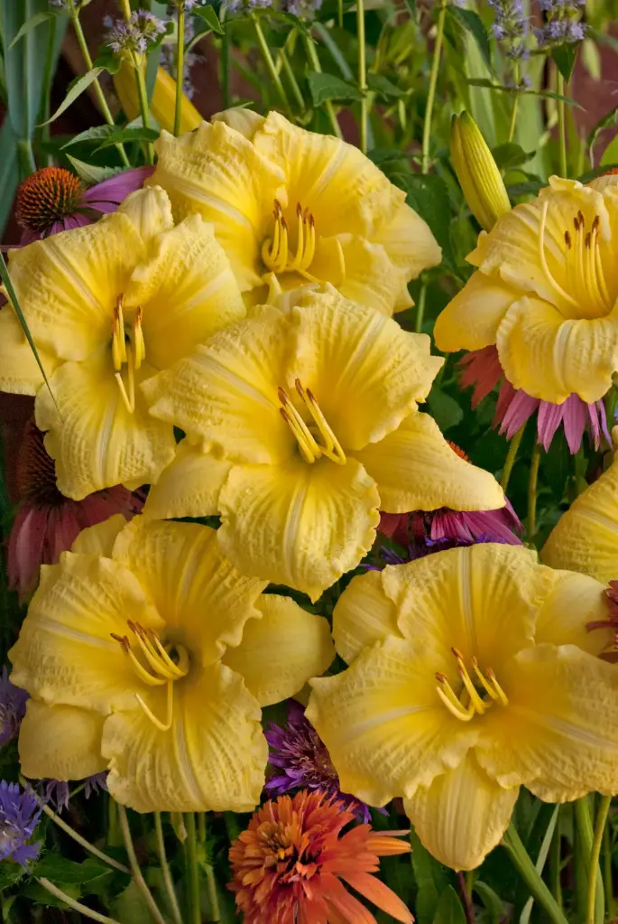 Daylily Going Bananas