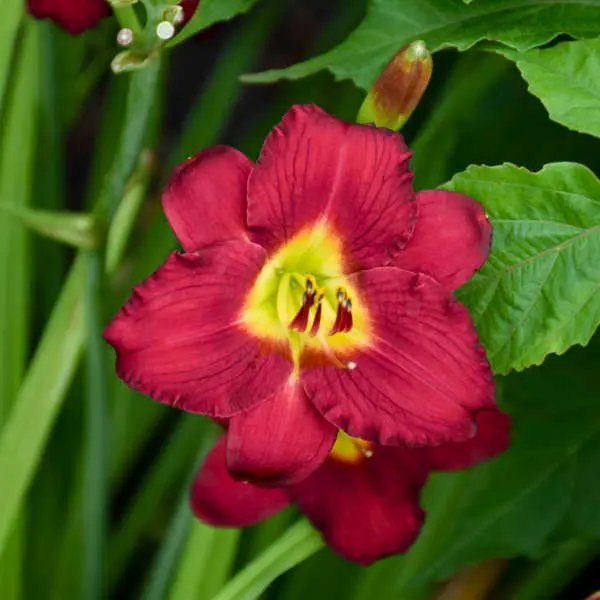 Daylily Pardon Me
