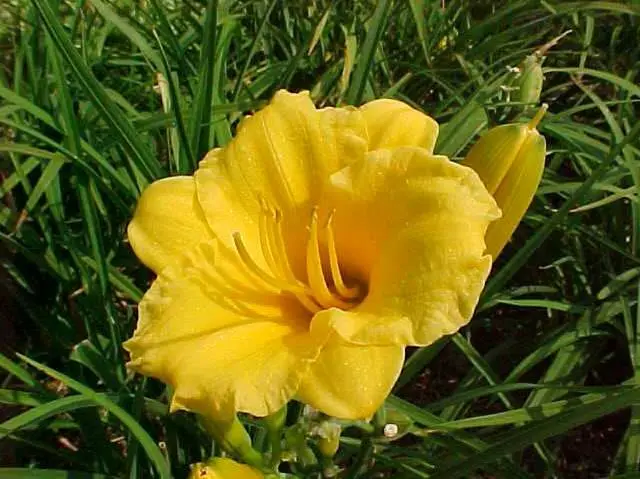 Daylily Stella De Oro