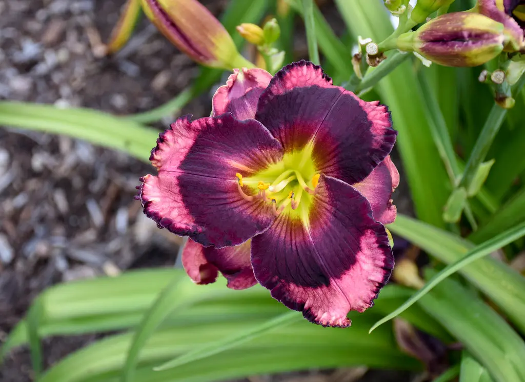 Daylily Storm Shelter
