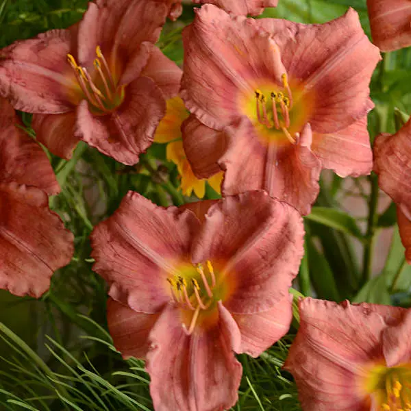 Daylily Rosy Returns