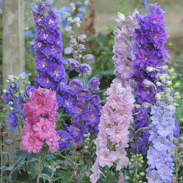 Delphinium Mini Stars
