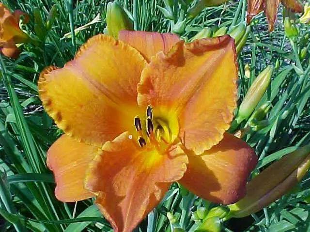 Daylily Mauna Loa