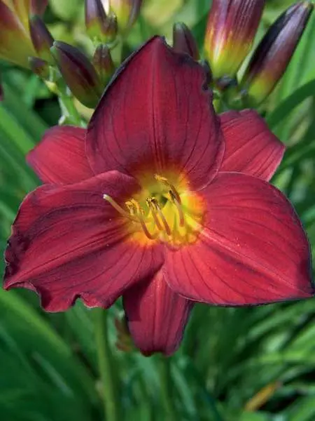 Daylily Stella in Red