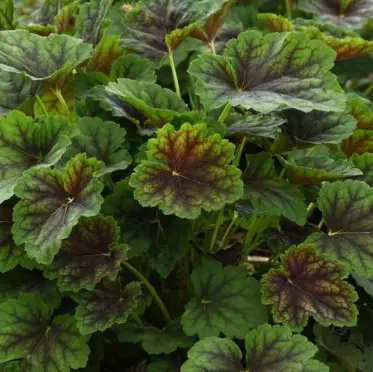 Coral Bells Carnival Cocomint