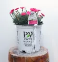 Dianthus Paint the Town Magenta
