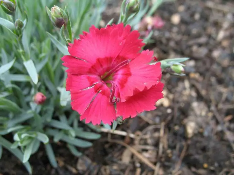 Dianthus Fire Star