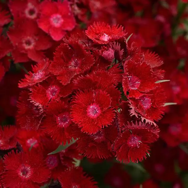 Dianthus Rockin Red