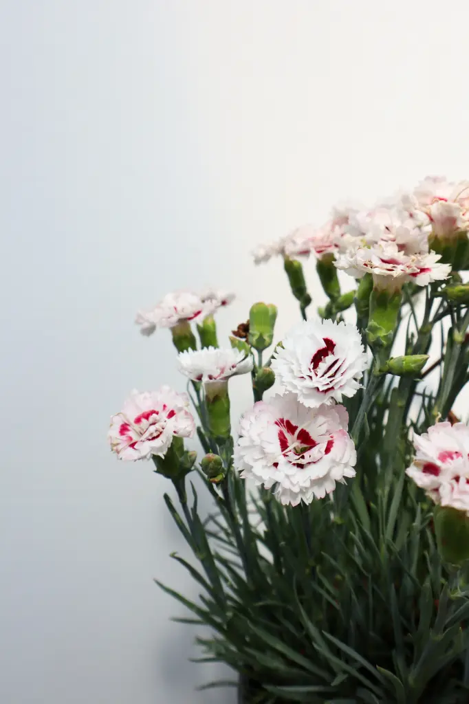Dianthus Coconut Surprise