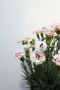 Dianthus Coconut Surprise