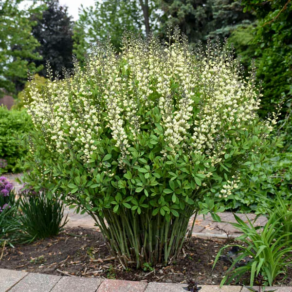 False Indigo Vanilla Cream II