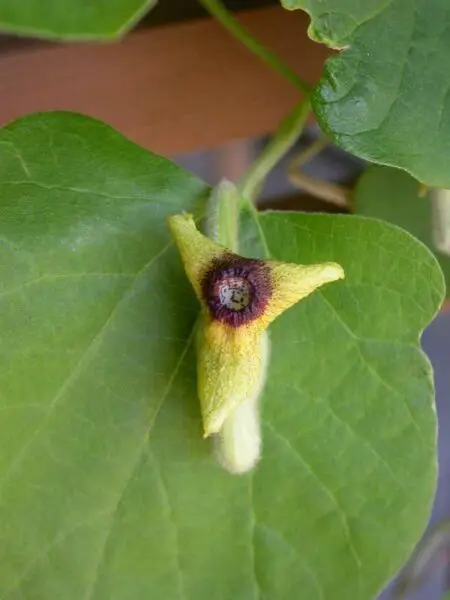 Dutchman's Pipe Wooly - Native