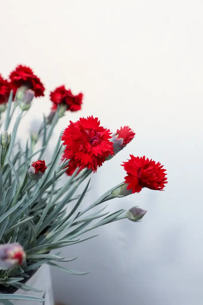 Dianthus Maraschino