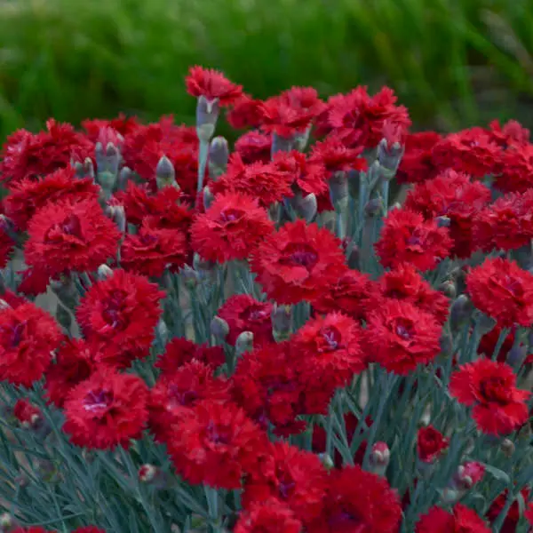 Dianthus Maraschino