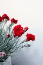 Dianthus Maraschino