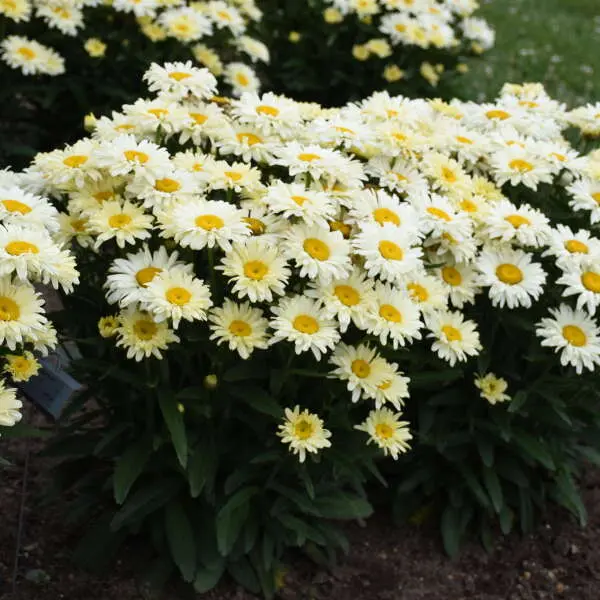 Daisy Shasta Banana Cream II