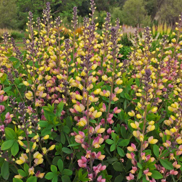 False Indigo Pink Lemonade