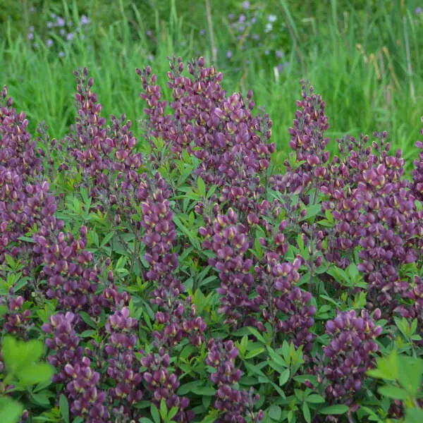 False Indigo Burgundy Blast