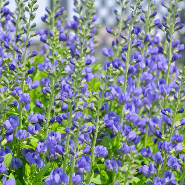 False Indigo Blue - NATIVE