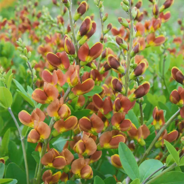 False Indigo Cherries Jubilee