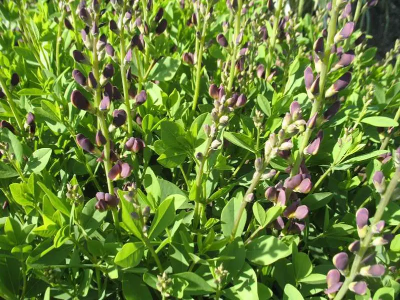 False Indigo Twilite Prairieblues